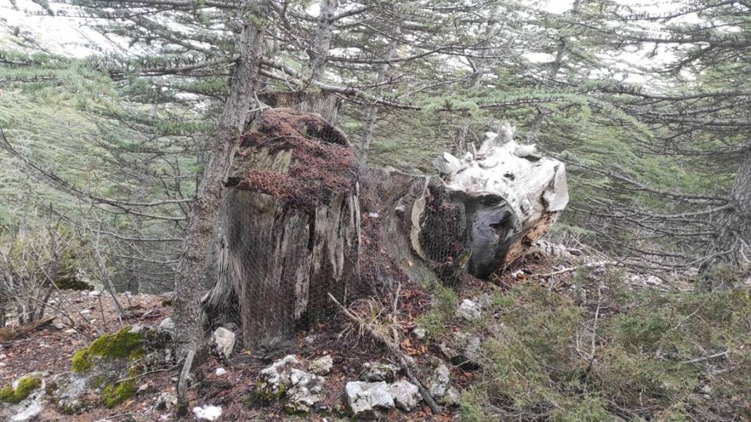 Orman yangınlarından sonra şimdi de 'dumansız yangın' paniği! On binlercesi doğaya salındı 1